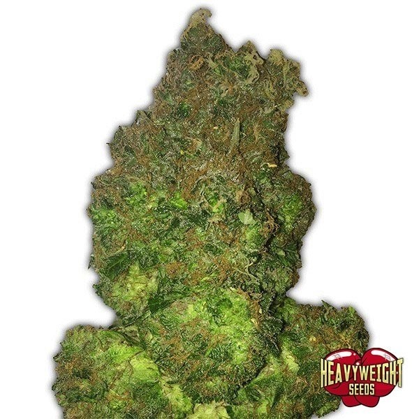 View Fruit Punch Auto cannabis plant