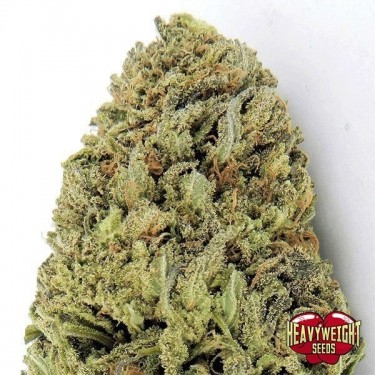 Fast & Vast Auto cannabis plant