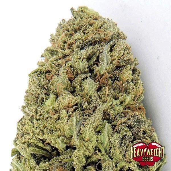 Fast & Vast Auto cannabis plant