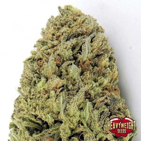 Marijuana plant
