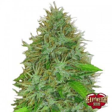 2Fast 2Vast Auto cannabis plant