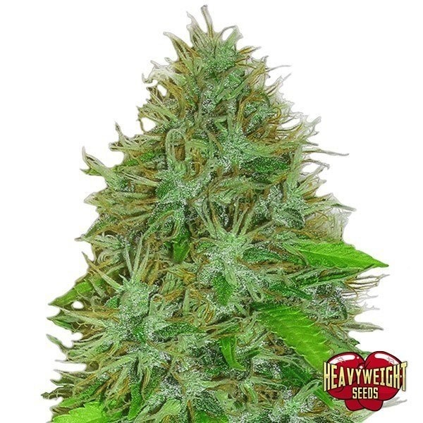 2Fast 2Vast Auto cannabis plant