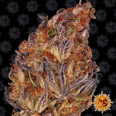 Runtz Auto Marijuana Plant