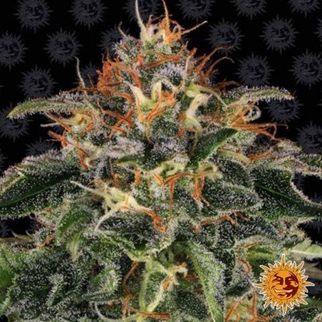 Moby Dick Marijuana Plant