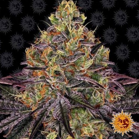 Watermelon Zkittlez Marijuana Plant