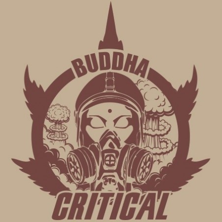 Buddha Critical Marijuana Plant