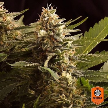 Colombian Jack Marijuana Plant