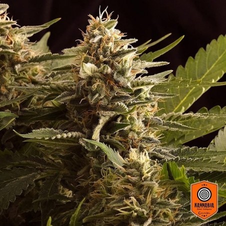 Colombian Jack Marijuana Plant