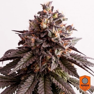Gelato-K