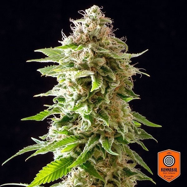 View Cookies Haze Cannabis Plant