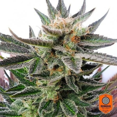 Sativa Dream Cannabis Plant