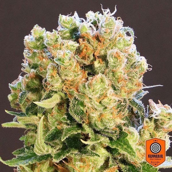 View Diesel Glue Cannabis Plant