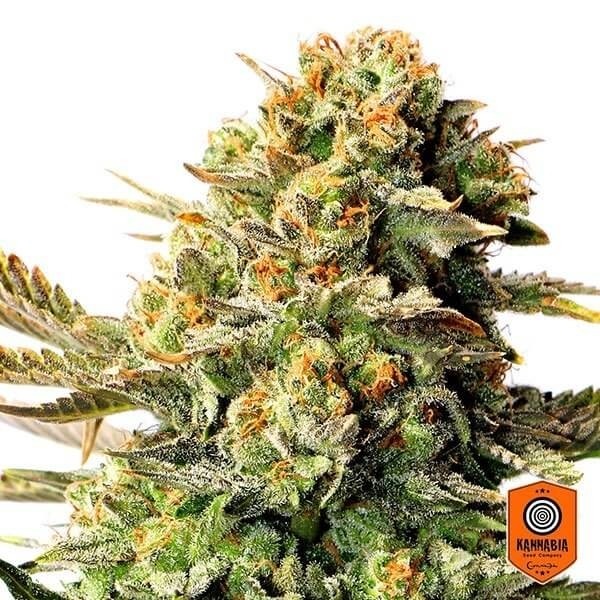 View Russian Doll Cannabis Plant
