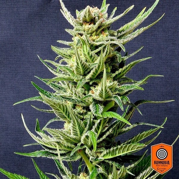 View Karibbean Mango Cannabis Plant
