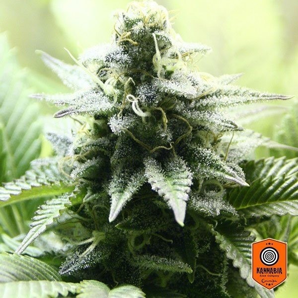 Indica Cream Cannabis Plant