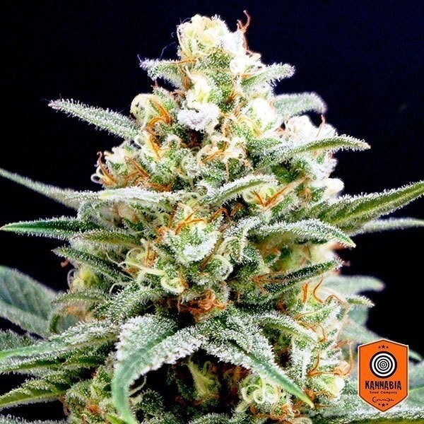 View Kritikal K Cannabis Plant