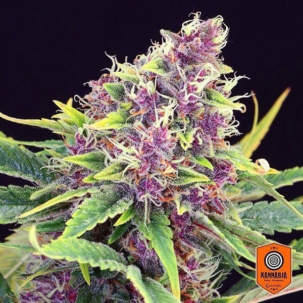 View Purple Kush Cannabis Plant