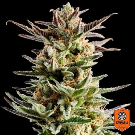 big band cannabis plant