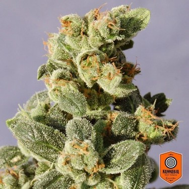 Gnomo Auto
