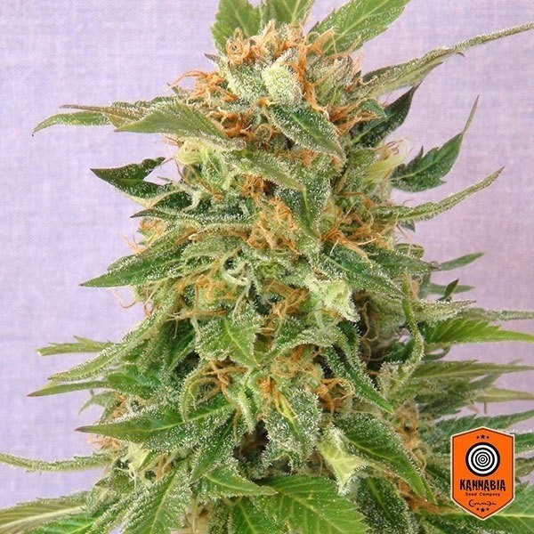 View Ginger Punch auto marijuana plant