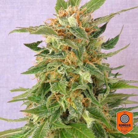 Ginger Punch auto marijuana plant