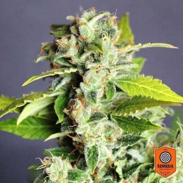 Mikromachine Auto