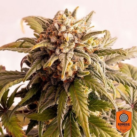 Speedy Boom auto seeds by Kannabia Seeds - Grow Barato