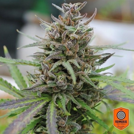 Baby Boom Auto Cannabis Plant