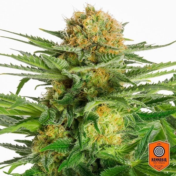 View White Domina cannabis plant