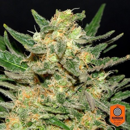 Thai Fantasy cannabis plant