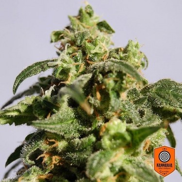 Skunk+