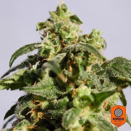 Skunk+ cannabis plant