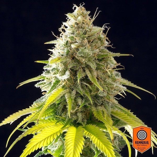 View Mataro Blue marijuana plant