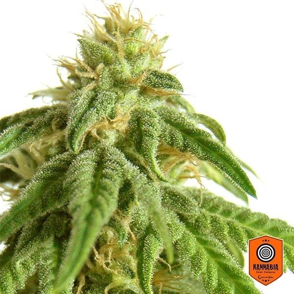 View Aphrodita marijuana plant