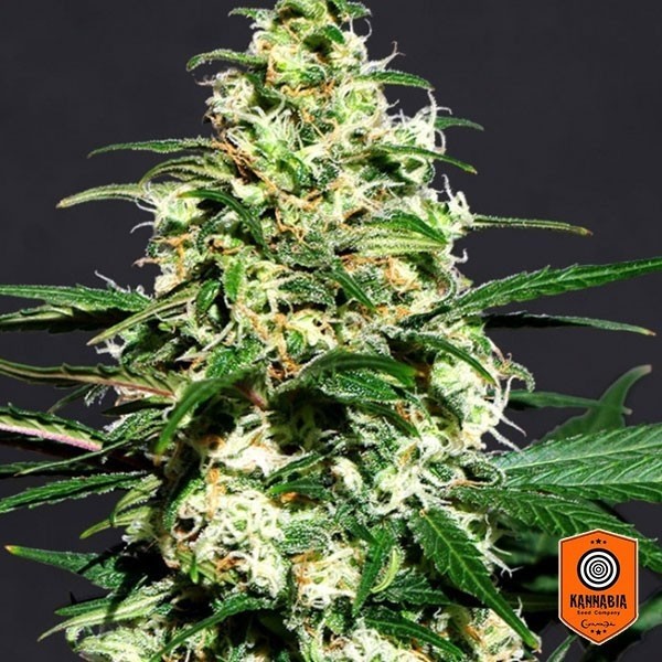 View Amnesi K Cannabis Plant