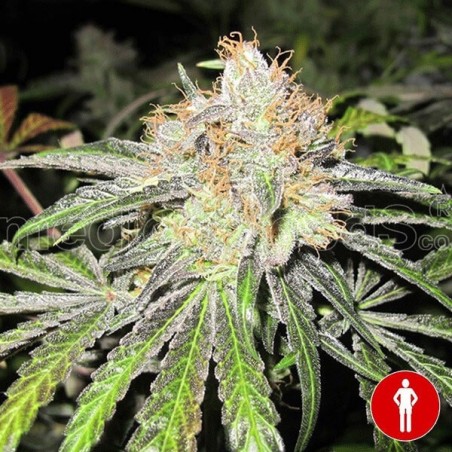 Caramelo Regular Cannabis Plant