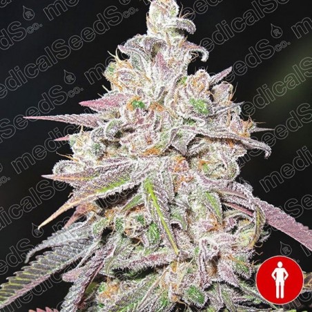 Mendocino Chanel Kush Marijuana Plant