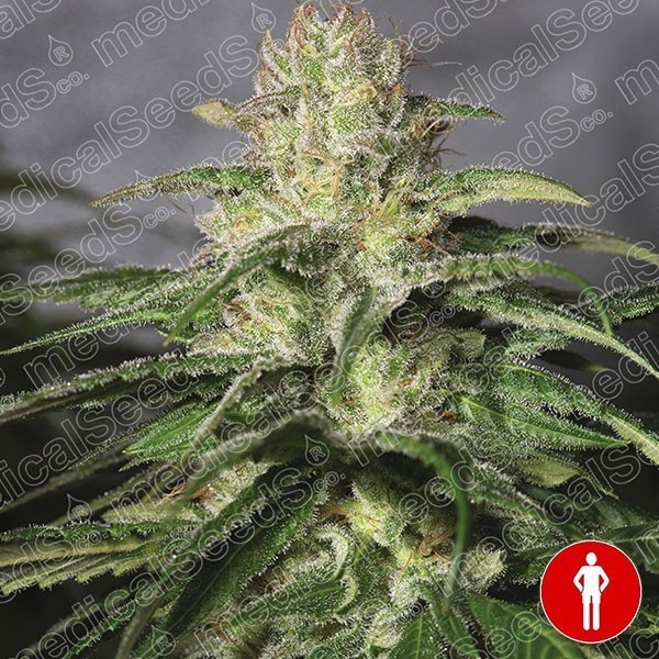 View Og Kush CBD Cannabis Plant