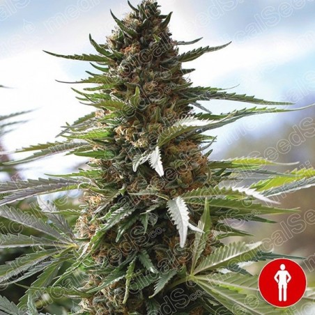 Over Dawg Cannabis Plant