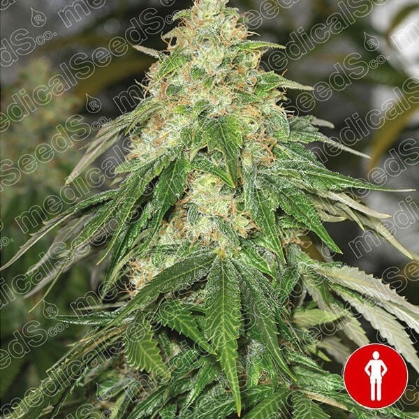 View Some Sweet Cannabis Plant