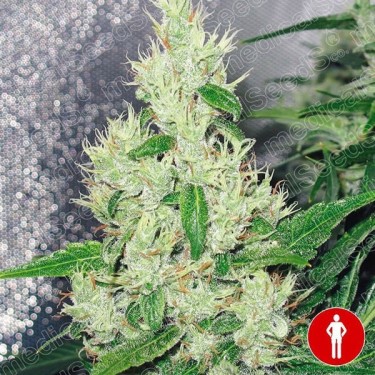 View Y Griega by Medical Seeds - Grow Barato