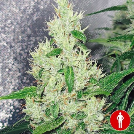 Y Griega by Medical Seeds - Grow Barato
