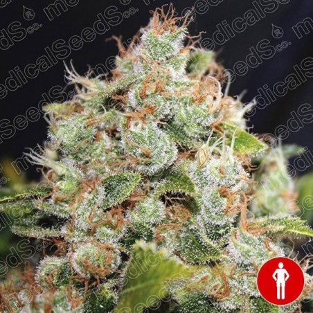 BCN Sour Diesel cannabis plant
