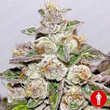 Mendocino Purple Kush cannabis plant