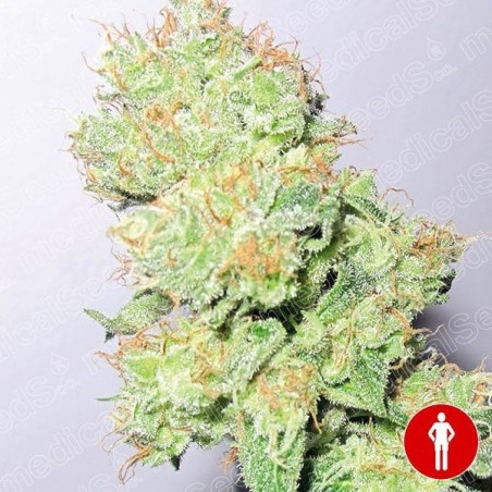 Y Griega CBD cannabis plant