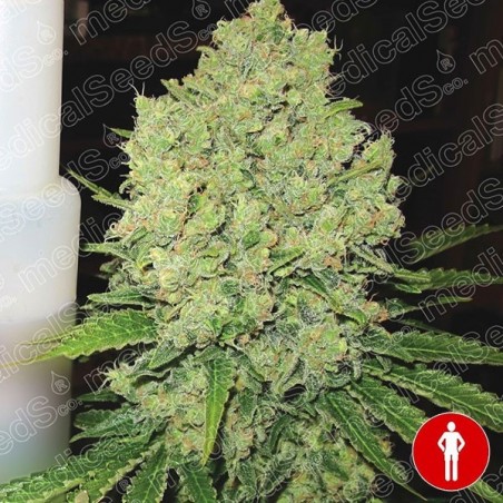 Prozack cannabis plant