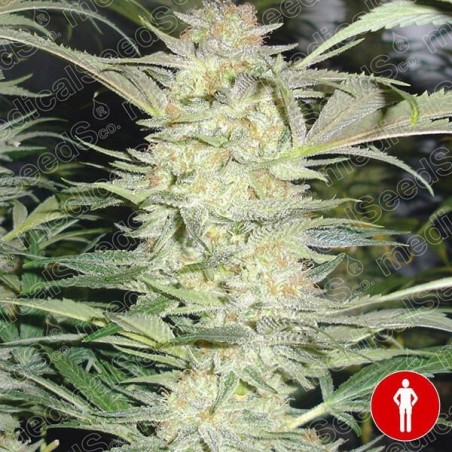 White Widow cannabis plant