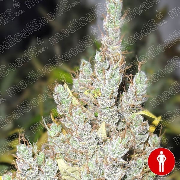 2046 marijuana plant