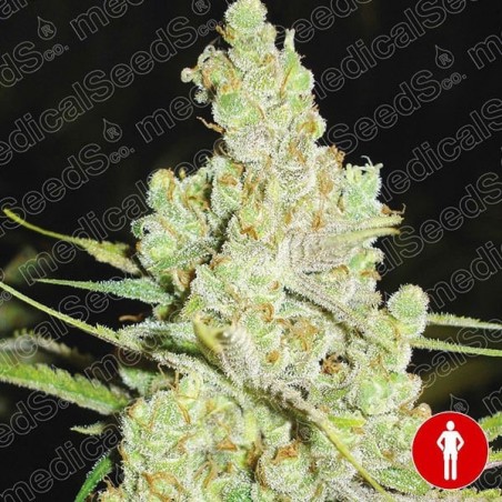 1024 cannabis plant