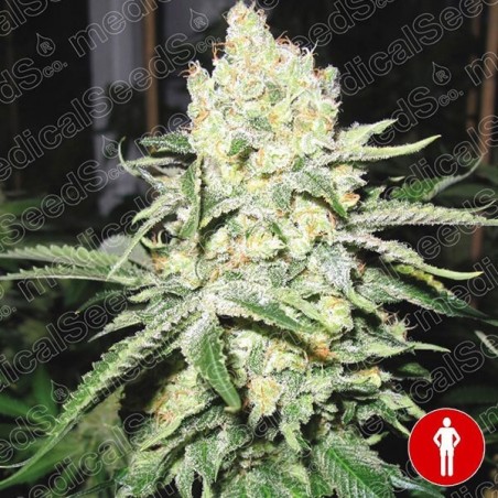 No Name cannabis plant